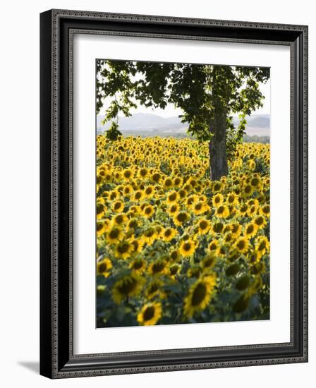 Field of Sunflowers in Full Bloom, Languedoc, France, Europe-Martin Child-Framed Photographic Print