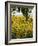 Field of Sunflowers in Full Bloom, Languedoc, France, Europe-Martin Child-Framed Photographic Print