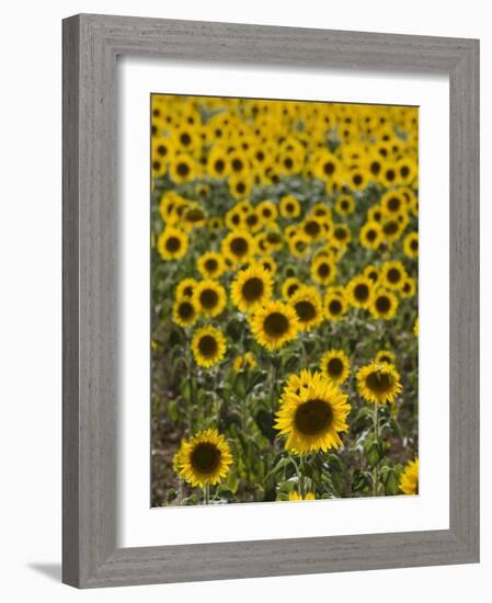 Field of Sunflowers in Full Bloom, Languedoc, France, Europe-Martin Child-Framed Photographic Print