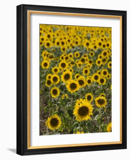 Field of Sunflowers in Full Bloom, Languedoc, France, Europe-Martin Child-Framed Photographic Print