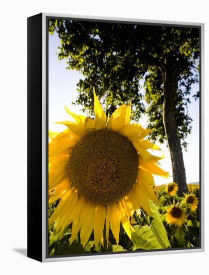 Field of Sunflowers in Full Bloom, Languedoc, France, Europe-Martin Child-Framed Premier Image Canvas