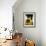 Field of Sunflowers in Full Bloom, Languedoc, France, Europe-Martin Child-Framed Photographic Print displayed on a wall