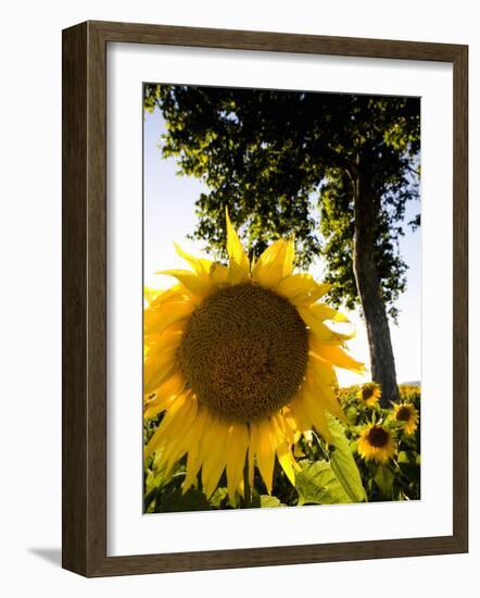 Field of Sunflowers in Full Bloom, Languedoc, France, Europe-Martin Child-Framed Photographic Print