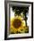 Field of Sunflowers in Full Bloom, Languedoc, France, Europe-Martin Child-Framed Photographic Print