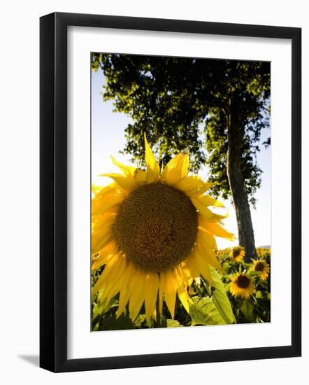 Field of Sunflowers in Full Bloom, Languedoc, France, Europe-Martin Child-Framed Photographic Print