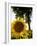 Field of Sunflowers in Full Bloom, Languedoc, France, Europe-Martin Child-Framed Photographic Print