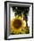 Field of Sunflowers in Full Bloom, Languedoc, France, Europe-Martin Child-Framed Photographic Print