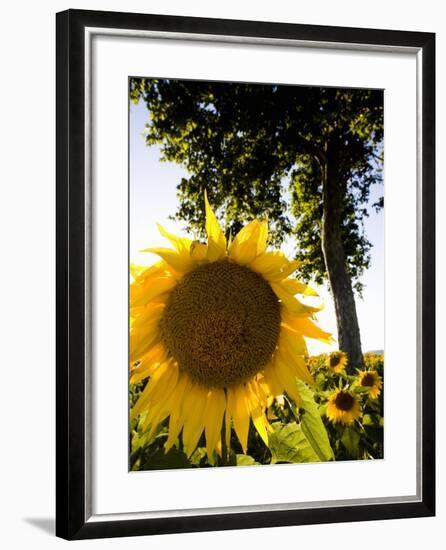 Field of Sunflowers in Full Bloom, Languedoc, France, Europe-Martin Child-Framed Photographic Print