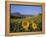 Field of Sunflowers in Summer, Near Ronda, Andalucia, Spain-Ruth Tomlinson-Framed Premier Image Canvas