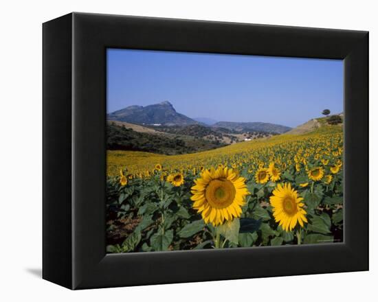 Field of Sunflowers in Summer, Near Ronda, Andalucia, Spain-Ruth Tomlinson-Framed Premier Image Canvas