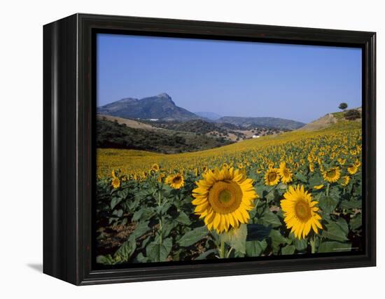 Field of Sunflowers in Summer, Near Ronda, Andalucia, Spain-Ruth Tomlinson-Framed Premier Image Canvas