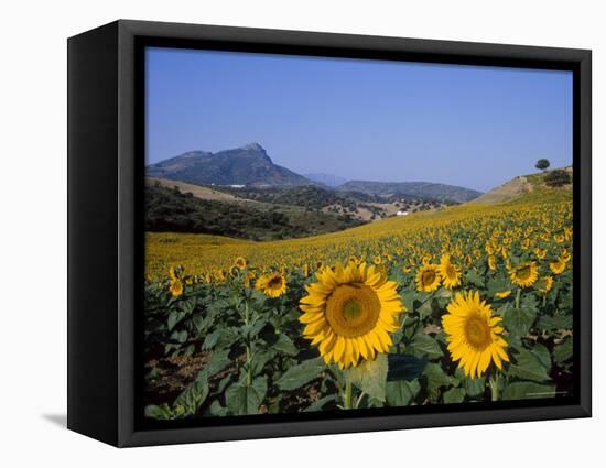 Field of Sunflowers in Summer, Near Ronda, Andalucia, Spain-Ruth Tomlinson-Framed Premier Image Canvas