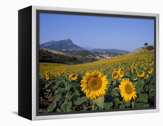 Field of Sunflowers in Summer, Near Ronda, Andalucia, Spain-Ruth Tomlinson-Framed Premier Image Canvas