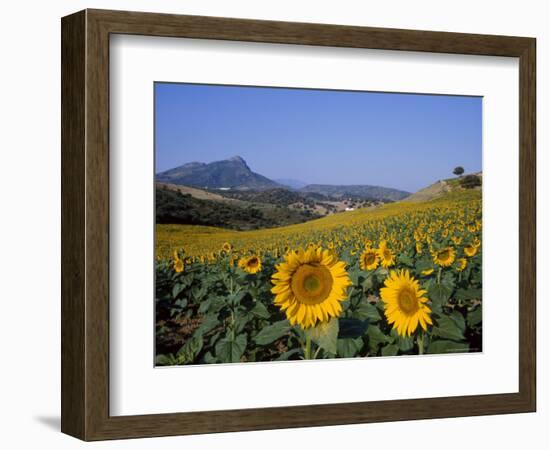 Field of Sunflowers in Summer, Near Ronda, Andalucia, Spain-Ruth Tomlinson-Framed Photographic Print