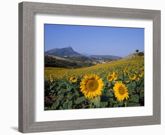 Field of Sunflowers in Summer, Near Ronda, Andalucia, Spain-Ruth Tomlinson-Framed Photographic Print