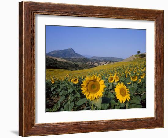Field of Sunflowers in Summer, Near Ronda, Andalucia, Spain-Ruth Tomlinson-Framed Photographic Print