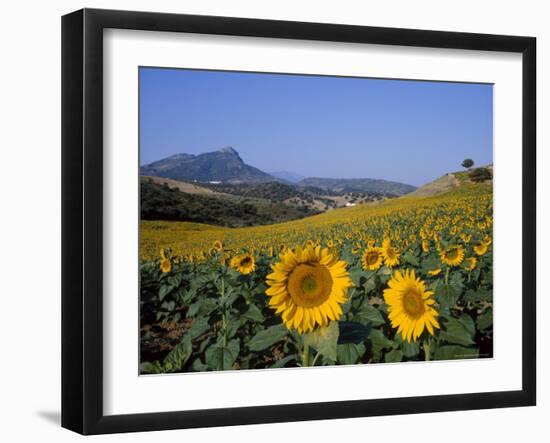 Field of Sunflowers in Summer, Near Ronda, Andalucia, Spain-Ruth Tomlinson-Framed Photographic Print