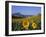 Field of Sunflowers in Summer, Near Ronda, Andalucia, Spain-Ruth Tomlinson-Framed Photographic Print