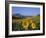 Field of Sunflowers in Summer, Near Ronda, Andalucia, Spain-Ruth Tomlinson-Framed Photographic Print