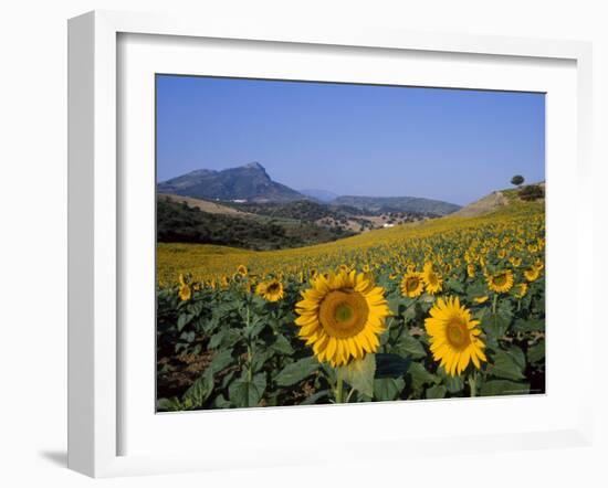 Field of Sunflowers in Summer, Near Ronda, Andalucia, Spain-Ruth Tomlinson-Framed Photographic Print