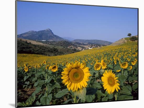 Field of Sunflowers in Summer, Near Ronda, Andalucia, Spain-Ruth Tomlinson-Mounted Photographic Print
