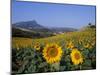 Field of Sunflowers in Summer, Near Ronda, Andalucia, Spain-Ruth Tomlinson-Mounted Photographic Print