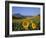 Field of Sunflowers in Summer, Near Ronda, Andalucia, Spain-Ruth Tomlinson-Framed Photographic Print