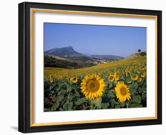 Field of Sunflowers in Summer, Near Ronda, Andalucia, Spain-Ruth Tomlinson-Framed Photographic Print