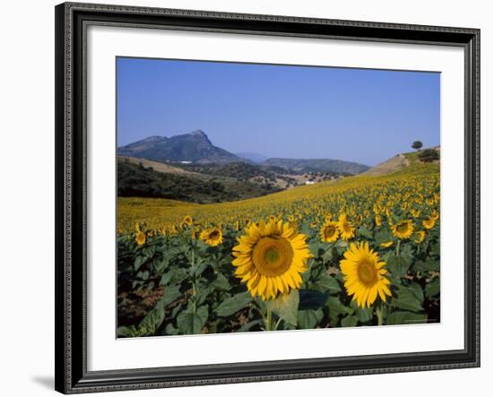 Field of Sunflowers in Summer, Near Ronda, Andalucia, Spain-Ruth Tomlinson-Framed Photographic Print