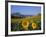 Field of Sunflowers in Summer, Near Ronda, Andalucia, Spain-Ruth Tomlinson-Framed Photographic Print