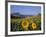 Field of Sunflowers in Summer, Near Ronda, Andalucia, Spain-Ruth Tomlinson-Framed Photographic Print