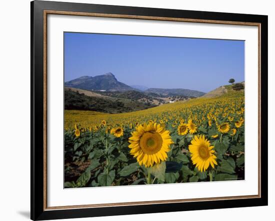 Field of Sunflowers in Summer, Near Ronda, Andalucia, Spain-Ruth Tomlinson-Framed Photographic Print