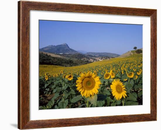 Field of Sunflowers in Summer, Near Ronda, Andalucia, Spain-Ruth Tomlinson-Framed Photographic Print