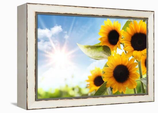 Field of Sunflowers in the Morning-Liang Zhang-Framed Premier Image Canvas