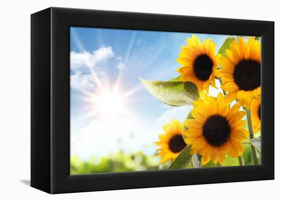Field of Sunflowers in the Morning-Liang Zhang-Framed Premier Image Canvas