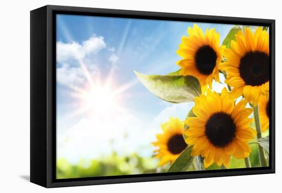 Field of Sunflowers in the Morning-Liang Zhang-Framed Premier Image Canvas