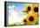 Field of Sunflowers in the Morning-Liang Zhang-Framed Premier Image Canvas