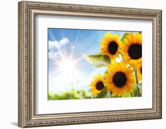 Field of Sunflowers in the Morning-Liang Zhang-Framed Photographic Print