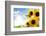 Field of Sunflowers in the Morning-Liang Zhang-Framed Photographic Print