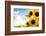 Field of Sunflowers in the Morning-Liang Zhang-Framed Photographic Print