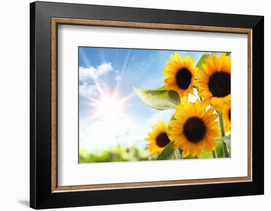 Field of Sunflowers in the Morning-Liang Zhang-Framed Photographic Print