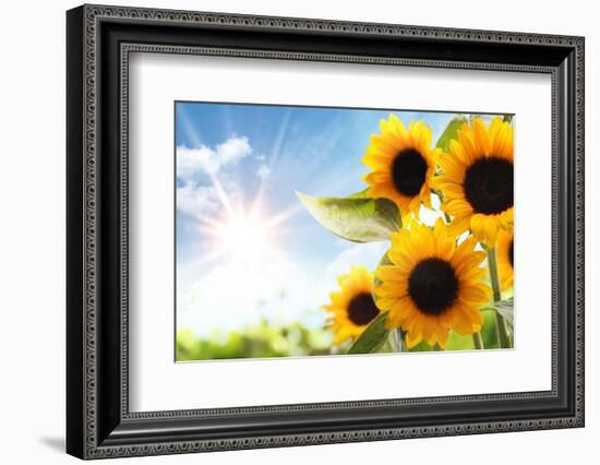 Field of Sunflowers in the Morning-Liang Zhang-Framed Photographic Print