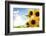 Field of Sunflowers in the Morning-Liang Zhang-Framed Photographic Print