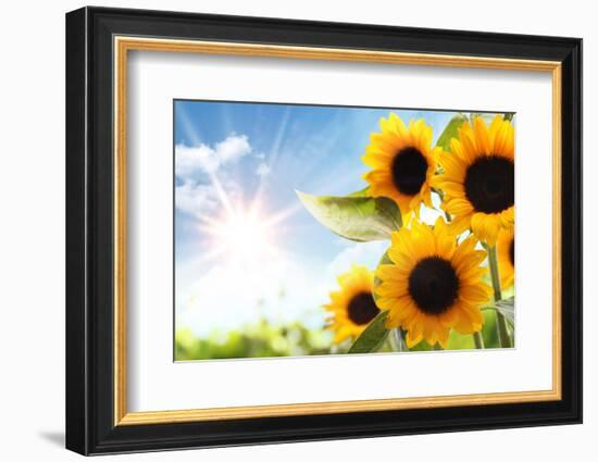 Field of Sunflowers in the Morning-Liang Zhang-Framed Photographic Print