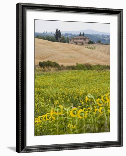 Field of Sunflowers in the Tuscan Landscape, Tuscany, Italy, Europe-Martin Child-Framed Photographic Print