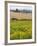 Field of Sunflowers in the Tuscan Landscape, Tuscany, Italy, Europe-Martin Child-Framed Photographic Print