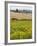 Field of Sunflowers in the Tuscan Landscape, Tuscany, Italy, Europe-Martin Child-Framed Photographic Print