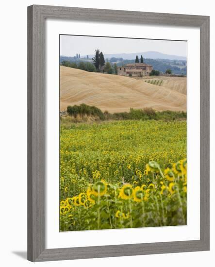 Field of Sunflowers in the Tuscan Landscape, Tuscany, Italy, Europe-Martin Child-Framed Photographic Print