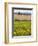 Field of Sunflowers in the Tuscan Landscape, Tuscany, Italy, Europe-Martin Child-Framed Photographic Print