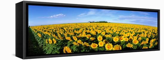 Field of Sunflowers Kansas USA-null-Framed Stretched Canvas